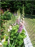 Digitalis